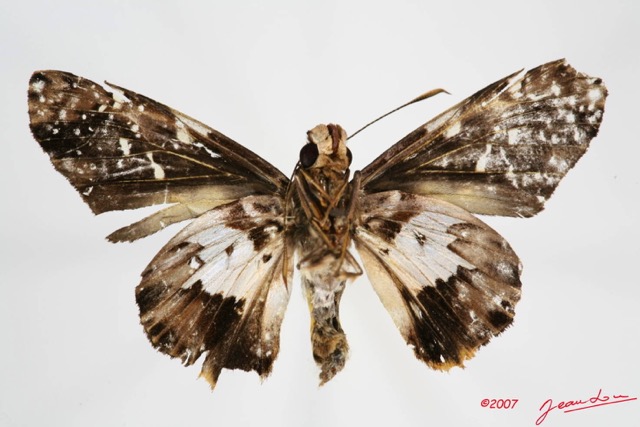 008 Lepidoptera (FV) Hesperiidae 7IMG_8595WTMK.JPG