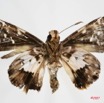 008 Lepidoptera (FV) Hesperiidae 7IMG_8595WTMK.JPG