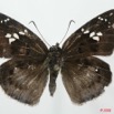 009 Lepidoptera (FD) Hesperiidae Tagiades flesus 8EIMG_18421WTMK.JPG