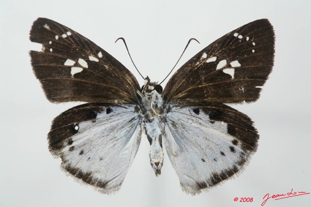 010 Lepidoptera (FV) Hesperiidae Tagiades flesus 8EIMG_18429WTMK.JPG