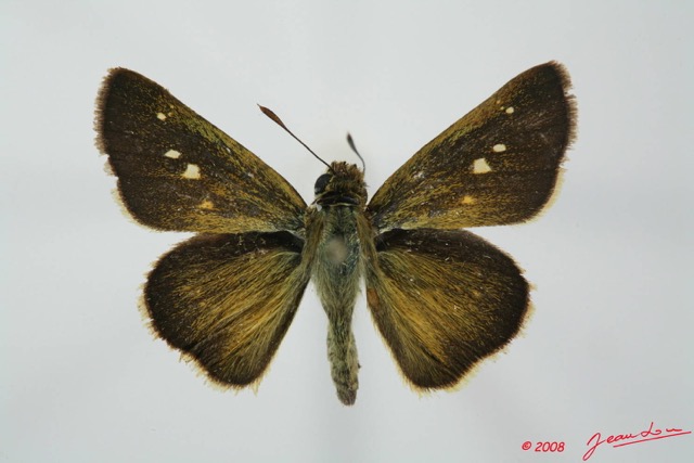 011 Lepidoptera (FD) Hesperiidae 8EIMG_20844WTMK.JPG