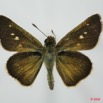 011 Lepidoptera (FD) Hesperiidae 8EIMG_20844WTMK.JPG