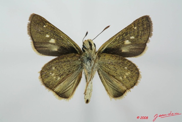 012 Lepidoptera (FV) Hesperiidae 8EIMG_20851WTMK.JPG