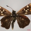 013 Lepidoptera (FD) Hesperiidae Kedestes ekouyi 8EIMG_24423WTMK.JPG