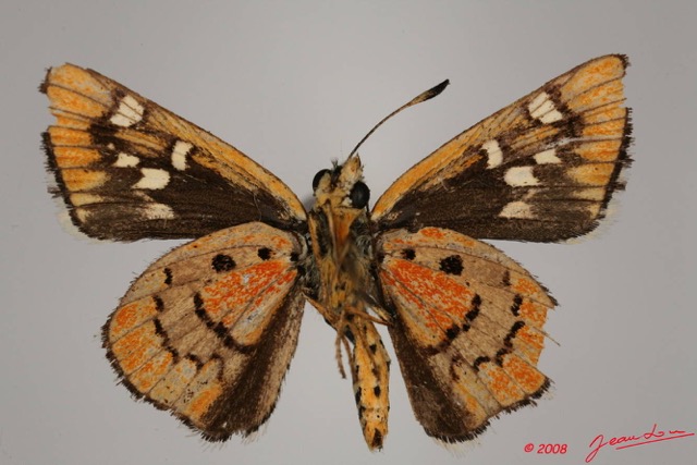 014 Lepidoptera (FV) Hesperiidae Kedestes ekouyi 8EIMG_24424WTMK.JPG