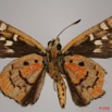 014 Lepidoptera (FV) Hesperiidae Kedestes ekouyi 8EIMG_24424WTMK.JPG