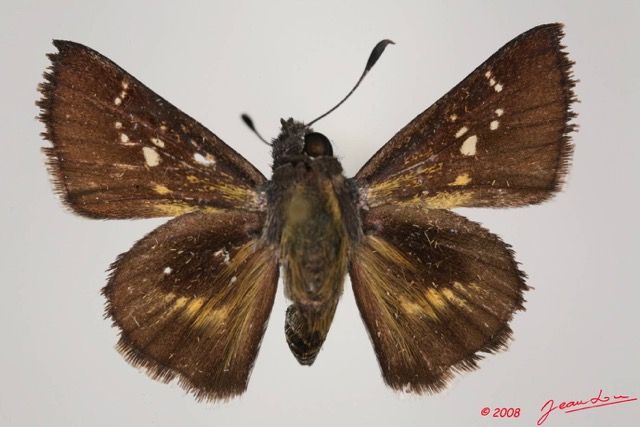 015 Lepidoptera (FD) Hesperiidae Platylesches langa m 8EIMG_24425WTMK.JPG