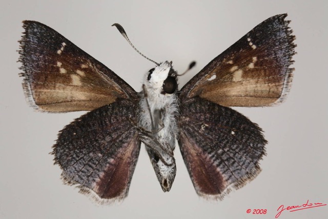 016 Lepidoptera (FV) Hesperiidae Platylesches langa m 8EIMG_24426WTMK.JPG