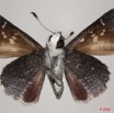 016 Lepidoptera (FV) Hesperiidae Platylesches langa m 8EIMG_24426WTMK.JPG