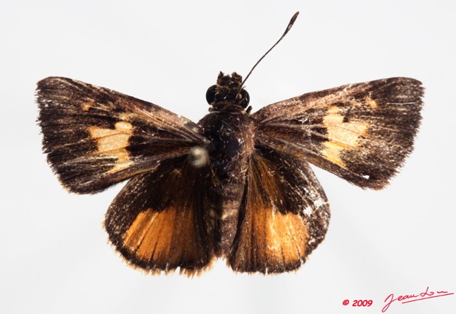 017 Lepidoptera (FD) Hesperiidae 9E50IMG_31486wtmk.jpg