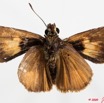 018 Lepidoptera (FV) Hesperiidae 9E50IMG_31488wtmk.jpg