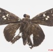 019 Lepidoptera 97c (FD) Hesperiidae Gretna waga m 9E5K2IMG_54442wtmk.jpg