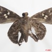 020 Lepidoptera 97c (FV) Hesperiidae Gretna waga m 9E5K2IMG_54443wtmk.jpg