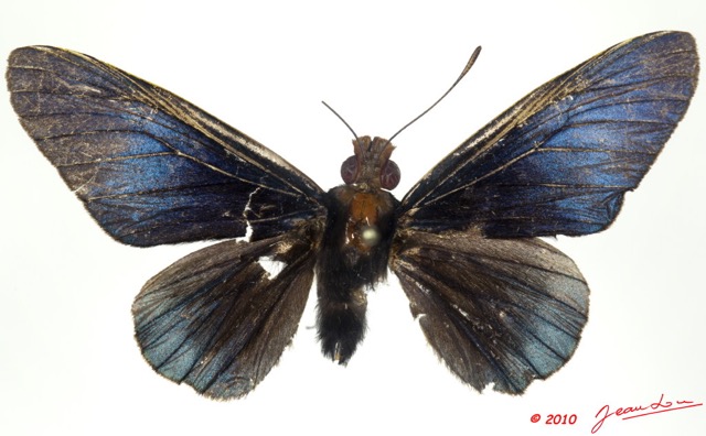 021 Lepidoptera 98b (FD) Hesperiidae Pteroteinon laufella f 9E5K2IMG_57130wtmk.jpg