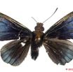 021 Lepidoptera 98b (FD) Hesperiidae Pteroteinon laufella f 9E5K2IMG_57130wtmk.jpg