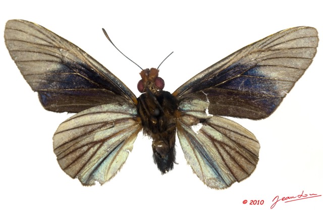 022 Lepidoptera 98b (FV) Hesperiidae Pteroteinon laufella f 9E5K2IMG_57131wtmk.jpg
