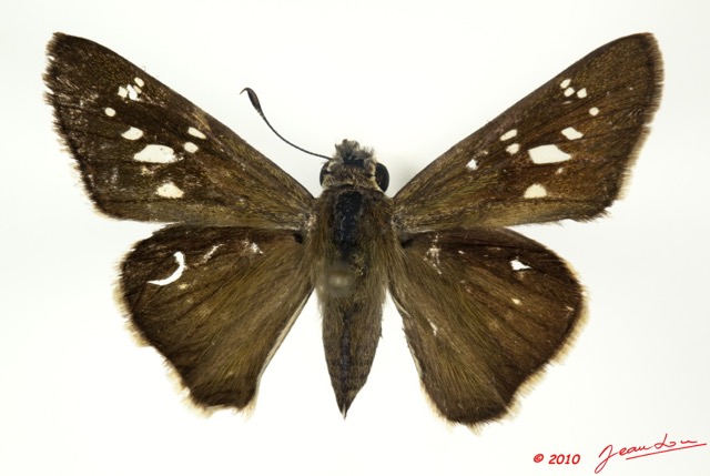 023 Lepidoptera 100d (FD) Hesperiidae Borbo borbonica m 10E5K2IMG_58034wtmk.jpg