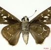024 Lepidoptera 100d (FV) Hesperiidae Borbo borbonica m 10E5K2IMG_58035wtmk.jpg