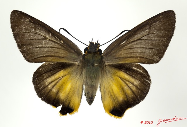 025 Lepidoptera 101b (FD) Hesperiidae Coeliades forestan 10E5K2IMG_58048wtmk.jpg