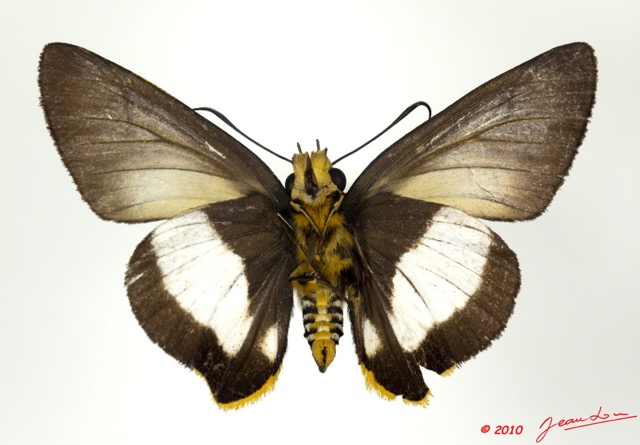 026 Lepidoptera 101b (FV) Hesperiidae Coeliades forestan 10E5K2IMG_58049wtmk.jpg
