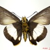 026 Lepidoptera 101b (FV) Hesperiidae Coeliades forestan 10E5K2IMG_58049wtmk.jpg