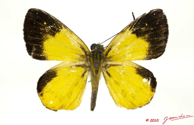 027 Lepidoptera 103b (FD) Hesperiidae Ceratrichia flava m 10E5K2IMG_61487wtmk.jpg