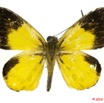 027 Lepidoptera 103b (FD) Hesperiidae Ceratrichia flava m 10E5K2IMG_61487wtmk.jpg