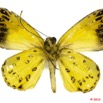 028 Lepidoptera 103b (FV) Hesperiidae Ceratrichia flava m 10E5K2IMG_61488wtmk.jpg