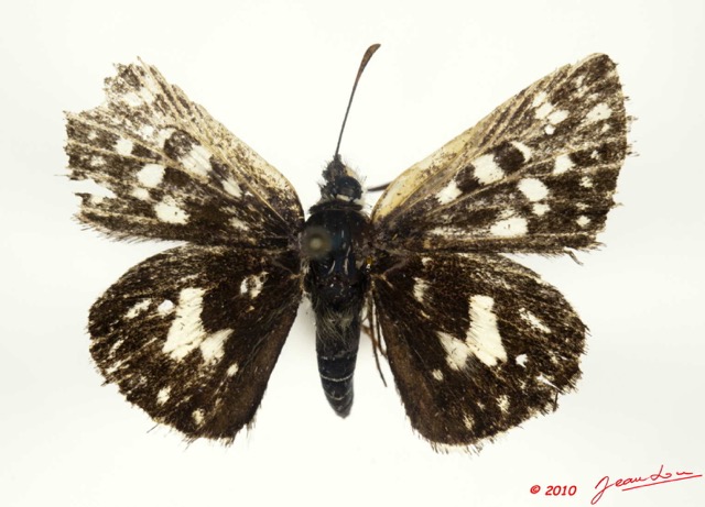 029 Lepidoptera 103c (FD) Hesperiidae Spiazia ploetzi m 10E5K2IMG_61493wtmk.jpg