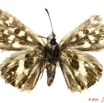 030 Lepidoptera 103c (FV) Hesperiidae Spiazia ploetzi m 10E5K2IMG_61494wtmk.jpg