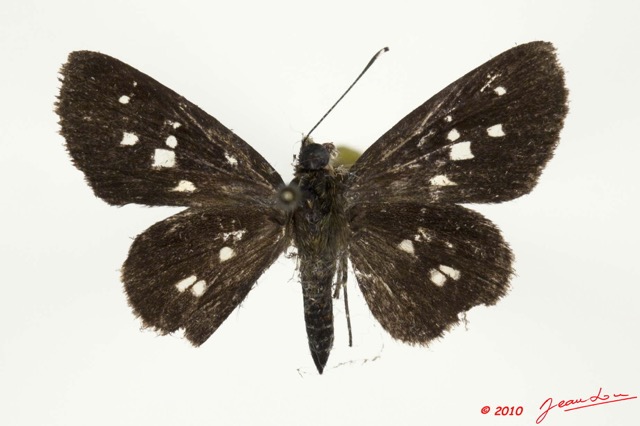 031 Lepidoptera 106b (FD) Hesperiidae Gorgyra sp 10E5K2IMG_64238wtmk.jpg
