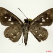 032 Lepidoptera 106b (FV) Hesperiidae Gorgyra sp 10E5K2IMG_64239wtmk.jpg