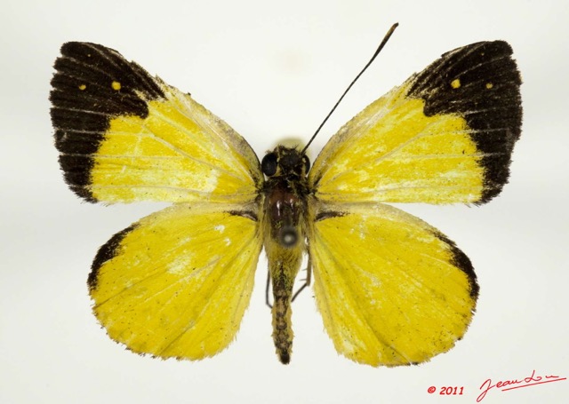 033 Lepidoptera 110c (FD) Hesperiidae Ceratrichia wollastoni 11E5K2IMG_68619wtmk.jpg