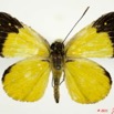 033 Lepidoptera 110c (FD) Hesperiidae Ceratrichia wollastoni 11E5K2IMG_68619wtmk.jpg