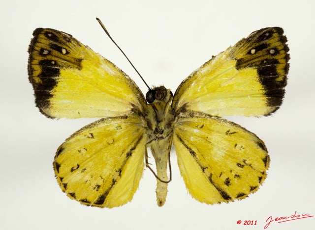 034 Lepidoptera 110c (FV) Hesperiidae Ceratrichia wollastoni 11E5K2IMG_68620wtmk.jpg