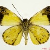 034 Lepidoptera 110c (FV) Hesperiidae Ceratrichia wollastoni 11E5K2IMG_68620wtmk.jpg