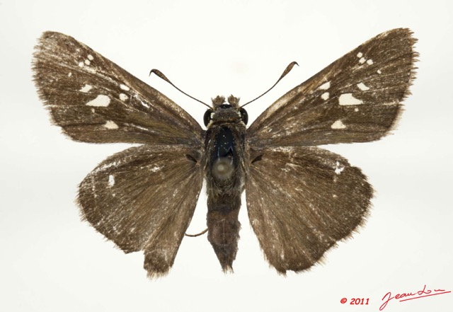 035 Lepidoptera 110d (FD) Hesperiidae Borbo gemella m 11E5K2IMG_68621wtmk.jpg