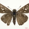 035 Lepidoptera 110d (FD) Hesperiidae Borbo gemella m 11E5K2IMG_68621wtmk.jpg