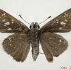 036 Lepidoptera 110d (FV) Hesperiidae Borbo gemella m 11E5K2IMG_68622wtmk.jpg