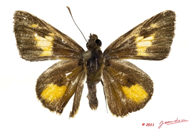 037 Lepidoptera 112a (FD) Hesperiidae Rabdomantis sosia 11E5K2IMG_68652wtmk.jpg