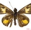 037 Lepidoptera 112a (FD) Hesperiidae Rabdomantis sosia 11E5K2IMG_68652wtmk.jpg