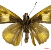 038 Lepidoptera 112a (FV) Hesperiidae Rabdomantis sosia 11E5K2IMG_68653wtmk.jpg