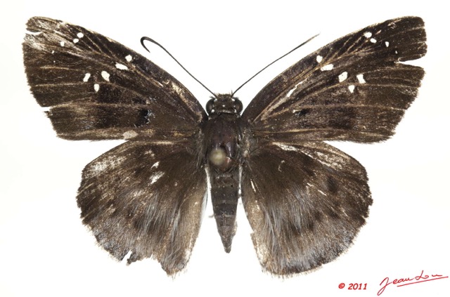 039 Lepidoptera 112b (FD) Hesperiidae Tagiades flesus m 11E5K2IMG_68685wtmk.jpg