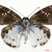 040 Lepidoptera 112b (FV) Hesperiidae Tagiades flesus m 11E5K2IMG_68686wtmk.jpg