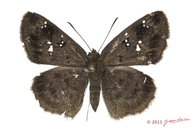 041 Lepidoptera 115a (FD) Hesperiidae Sarangesa tecla m 11E5K2IMG_72818wtmk.jpg