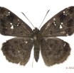 041 Lepidoptera 115a (FD) Hesperiidae Sarangesa tecla m 11E5K2IMG_72818wtmk.jpg