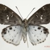 042 Lepidoptera 115a (FV) Hesperiidae Sarangesa tecla m 11E5K2IMG_72819wtmk.jpg