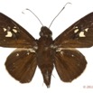 043 Lepidoptera 115d (FD) Hesperiidae Zophopetes cerymica m 11E5K2IMG_72827wtmk.jpg