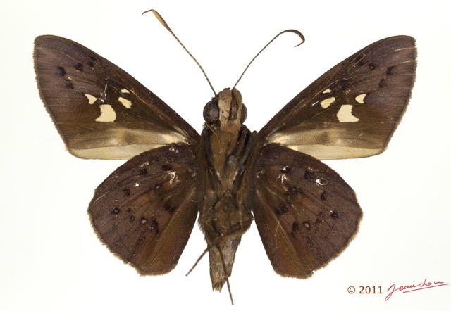 044 Lepidoptera 115d (FV) Hesperiidae Zophopetes cerymica m 11E5K2IMG_72829wtmk.jpg