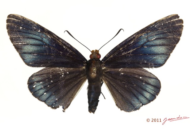045 Lepidoptera 116d (FD) Hesperiidae Pteroteinon laufella f 11E5K2IMG_72846wtmk.jpg